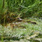 Baby gator hiding from big ones
