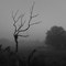 Misty Morning