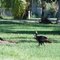 turkeys crossing