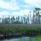 coastal palms, Aripeka, Florida (8-26-2006)