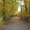 Fall leaves