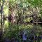 Stanley Fish Hole Photo on the Withlacoochee River. Looking South. Green Swamp East Tract. Photo by Bob Webb Images