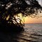 sunset through the mangroves, mouth of Manatee River, Sneed Island (1-8-2010)