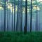 Osceola National Forest