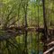 A braid of the Santa Fe River