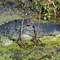 Gator on and airboat ride