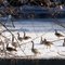 Geese on the Apple River 001