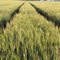 Ripening Grain