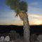 Joshua Tree