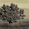 Big Joshua Tree