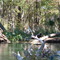Wildlife On the Spring