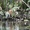 Silver River Monkeys