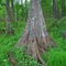 river cypress, Oklawaha River, Sharps Ferry, Florida (4-2007)