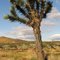 Joshua Tree - Mojave, CA, USA.