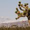 Joshua tree & wind mills, Mojave, CA, USA.