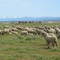 Sheep Flock at Antelope Valley