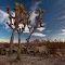 Joshua Trees