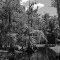 Old Grove