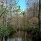 Everglades