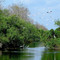 Everglades