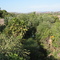 Santiago Creek at Canon Street Bridge