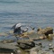 Florida Blue Heron