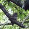 barred owl at seb river
