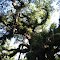 Rare Oak Tree