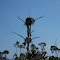 Osprey Nest