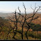 (Not So) Green Valley