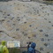 Dinosaur tracks (07/2009)