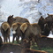 Genesee elk greenery amidst frigid temperatures