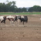Lazy WJ Ranch august 2006