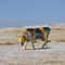 Cow in the "Amazing, Technicolor, Dreamcoat"