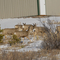 Mule deer