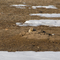 Colorado Prairie Dog