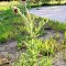 #80 - Musk Thistle (Carduus nutans); a weed, by any name is a weed, but still  . . .