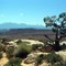 Lonely Cactus