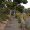Spruce Tree