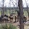 Wild Horses
