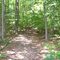 Selleck's Woods