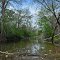 Onion Creek