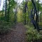 Trail