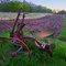 Abandoned Plow