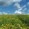 Sky View from White Cross Farm