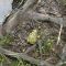 Green Toad at Lums Pond