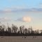 Canadian geese feeding at dusk