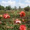Rose View