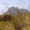 Pico Oriental de Corazon