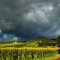 Regenbogen richtung Eguisheim 2 Voegtlinshoffen linker Hand